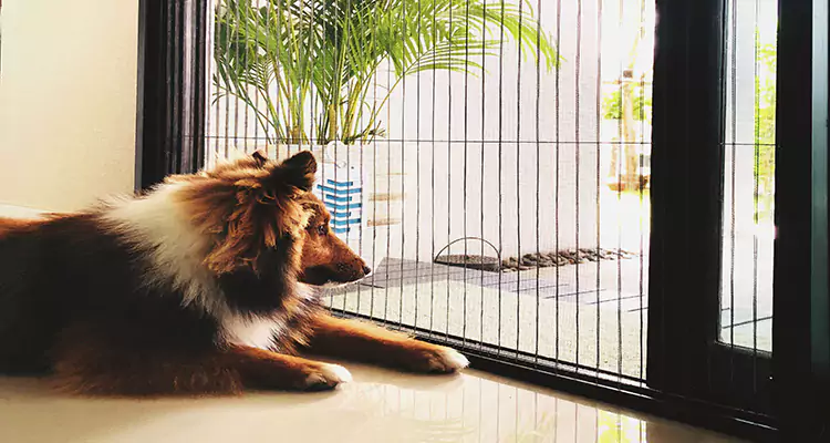 Sliding Screen Pet Door Repair in Golden Glades, FL
