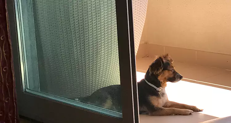 French Door Pet Screen Repair in Golden Glades, FL